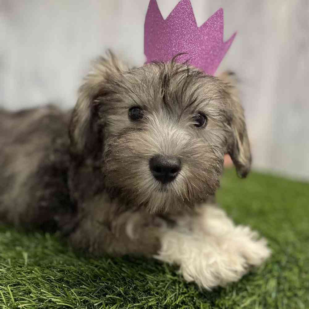 Female Hava-Schnauzer Puppy for sale