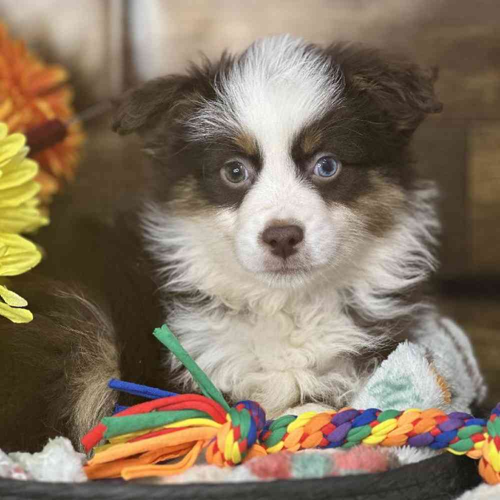 Toy Australian Shepherd image