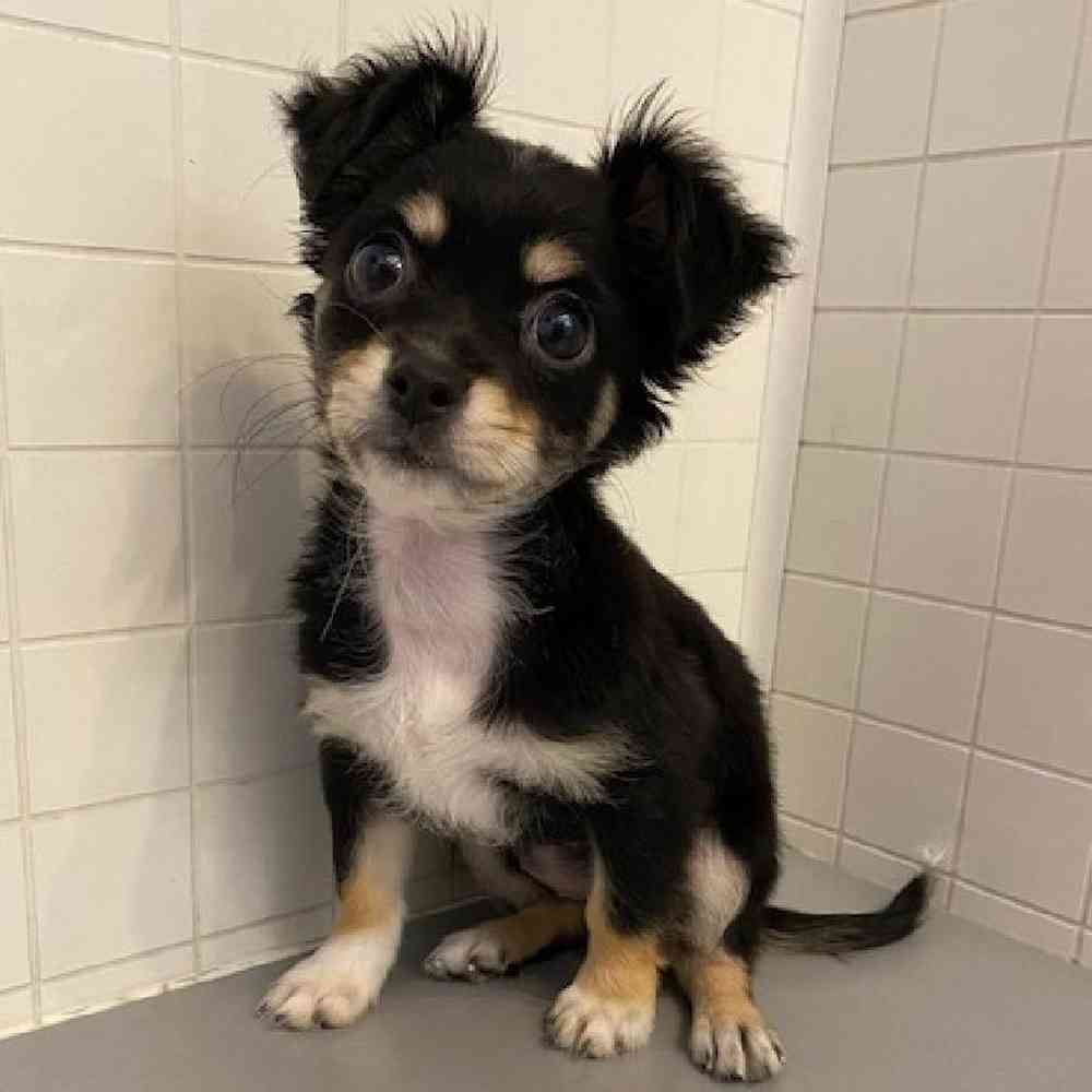 Female Chihuahua Puppy for sale
