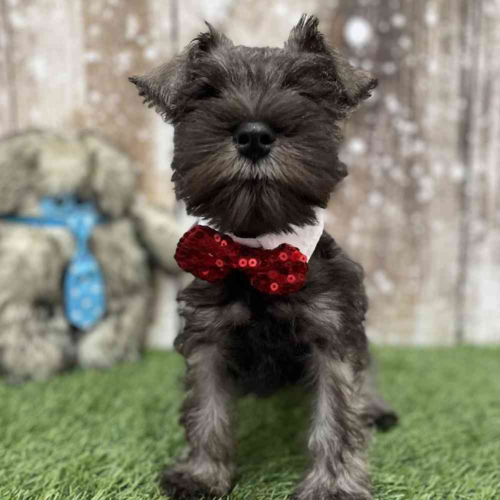 Male Miniature Schnauzer Puppy for Sale in Braintree, MA