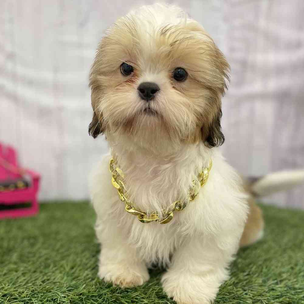 Male Shih Tzu Puppy for Sale in Braintree, MA