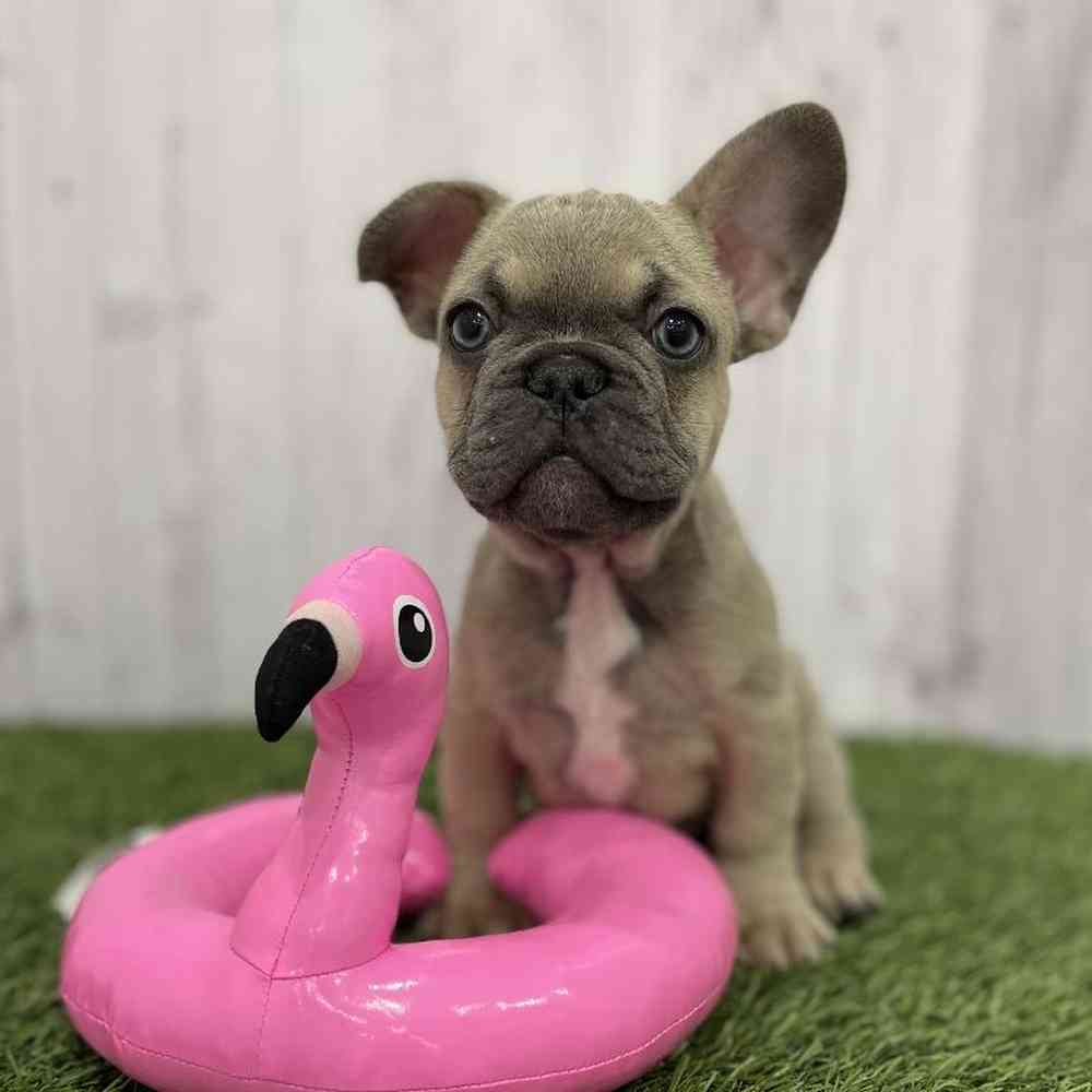 Male French Bulldog Puppy for Sale in Braintree, MA
