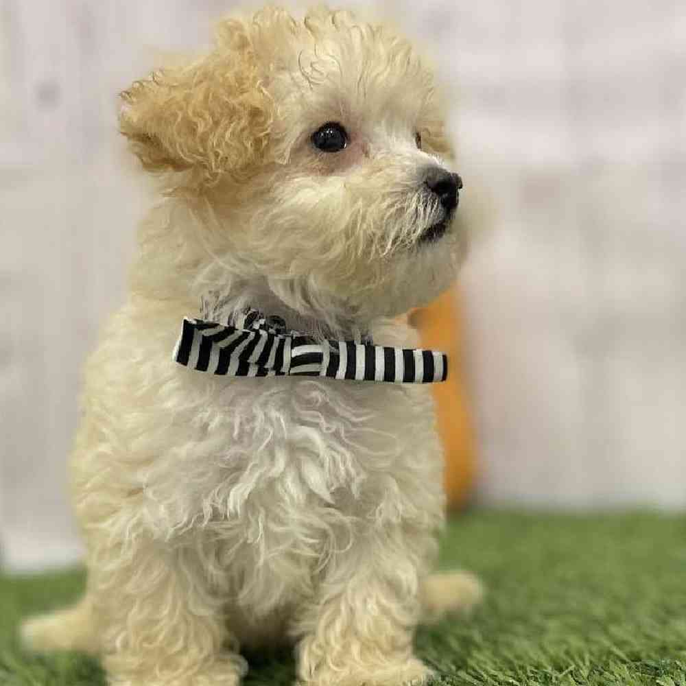 Male Poodle Toy Puppy for Sale in Braintree, MA