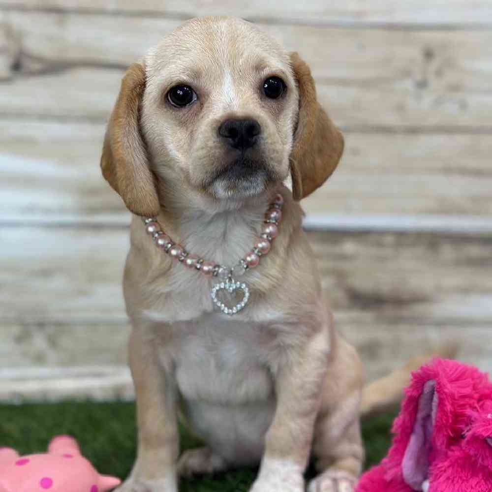 Female Puggle Puppy for Sale in Saugus, MA