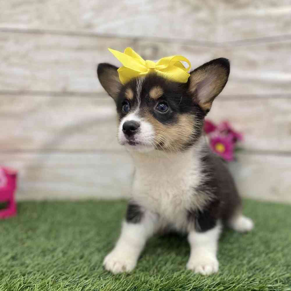 Female Pembroke Welsh Corgi Puppy for Sale in Braintree, MA