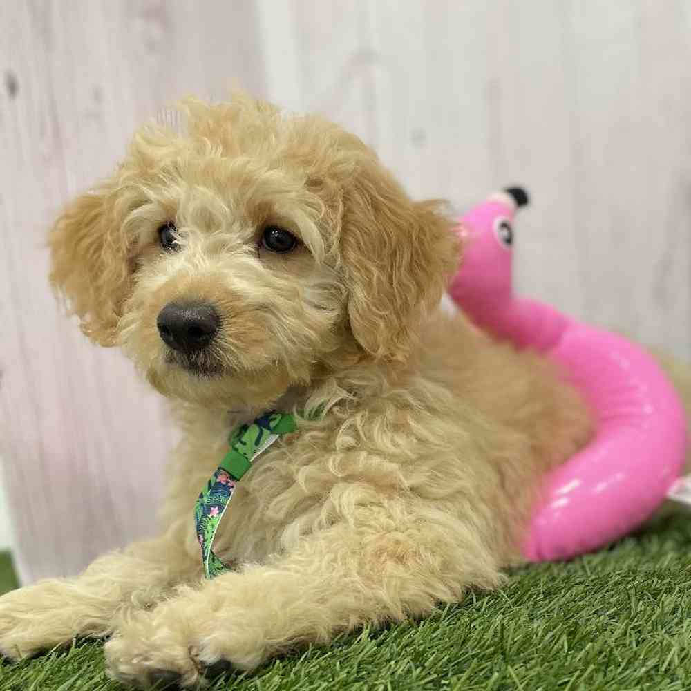 Male Mini Goldendoodle 2nd Gen Puppy for Sale in Braintree, MA