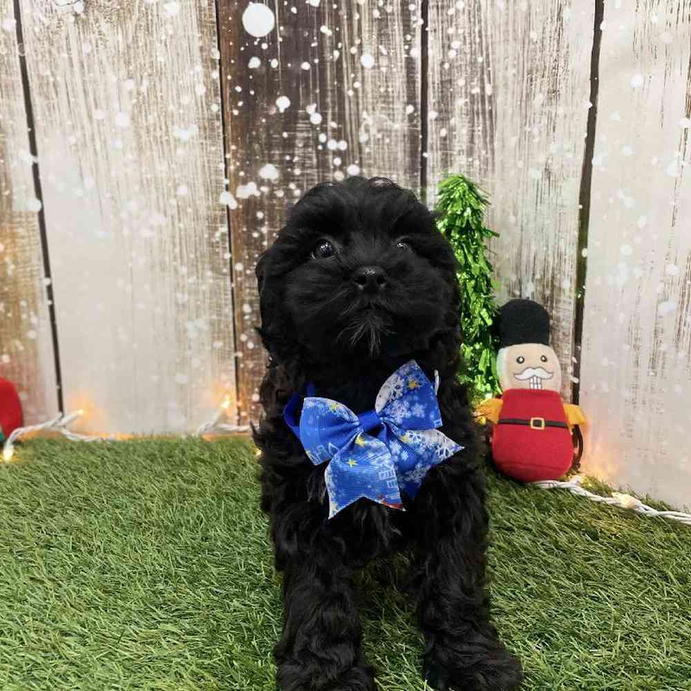 Male Shih-Poo Puppy for Sale in Braintree, MA