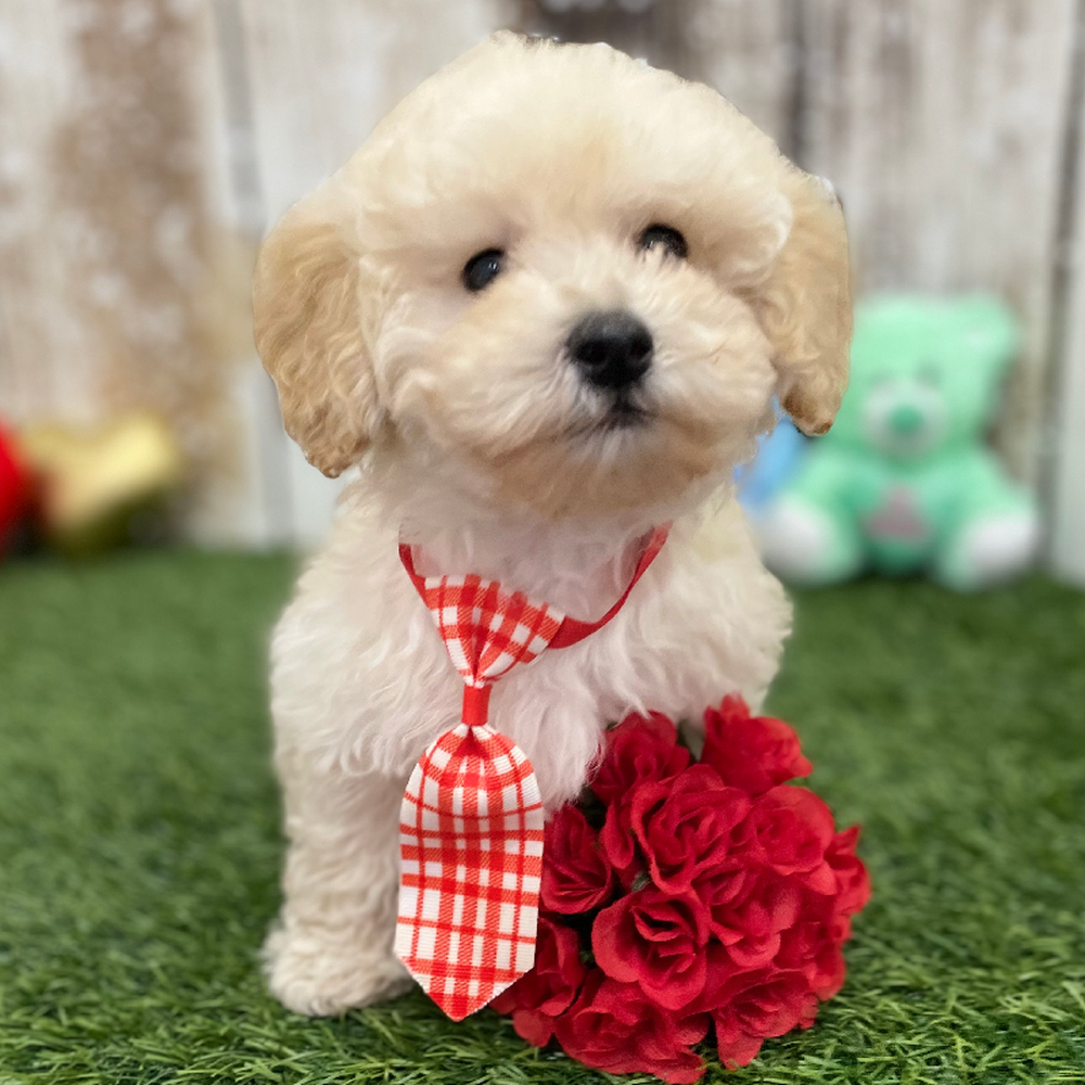 Male Bichon-Poodle 2nd Gen Puppy for Sale in Braintree, MA