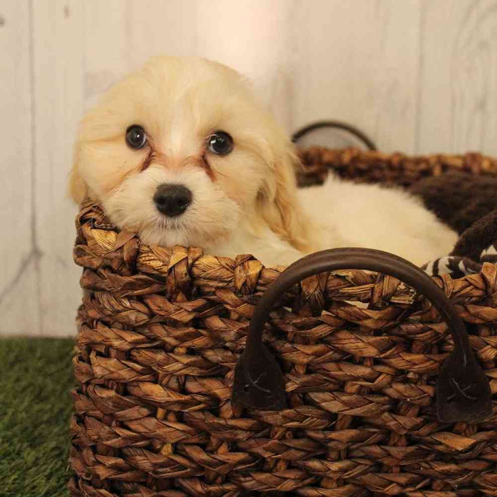 Male Cavachon Puppy for Sale in Saugus, MA