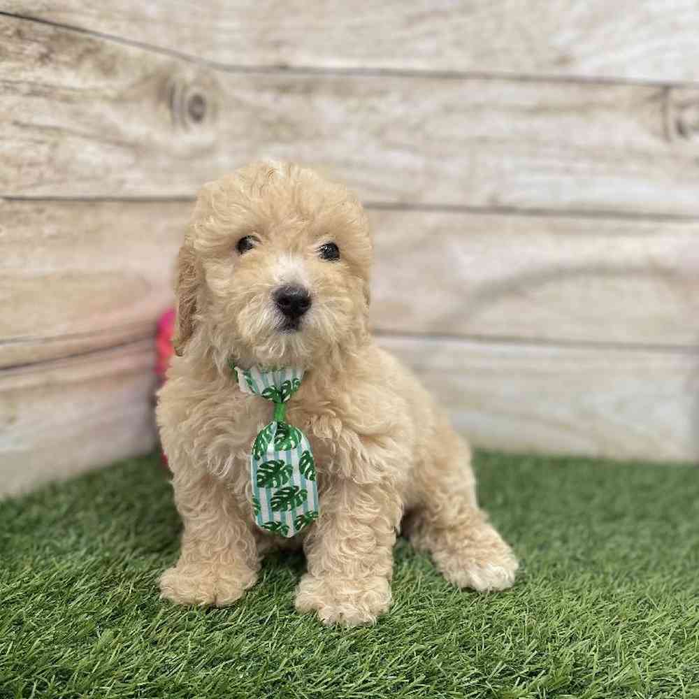 Male Poodle (MINI) Puppy for Sale in Braintree, MA