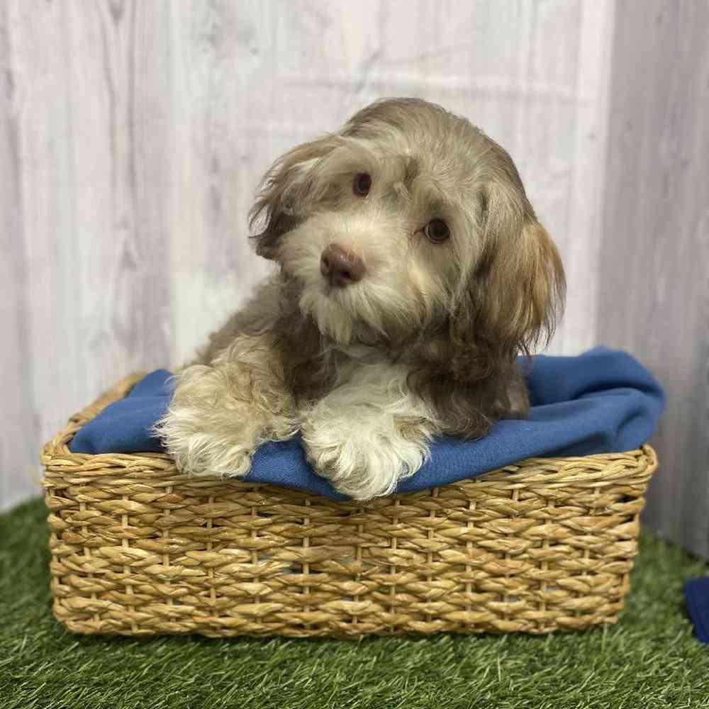Male Havanese Puppy for Sale in Saugus, MA