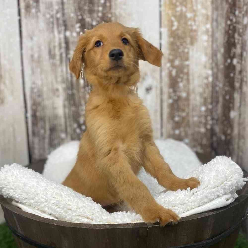 Female Golden Retriever Puppy for Sale in Saugus, MA