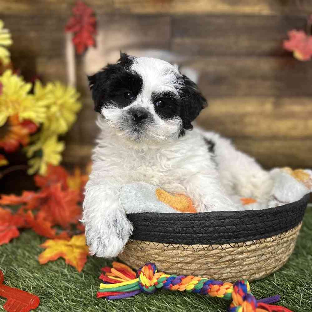 Male Teddy Bear (Zuchon) Puppy for Sale in Saugus, MA