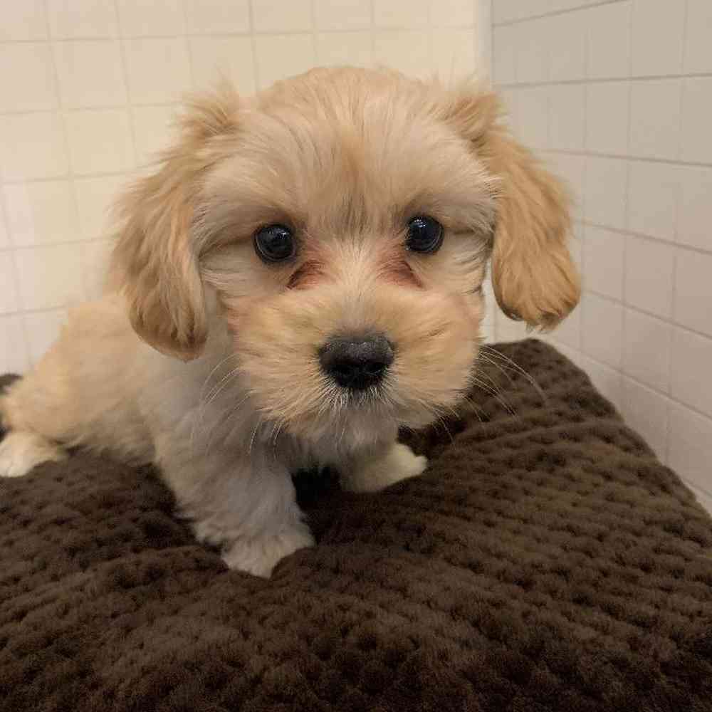Male Cavamalt Puppy for sale