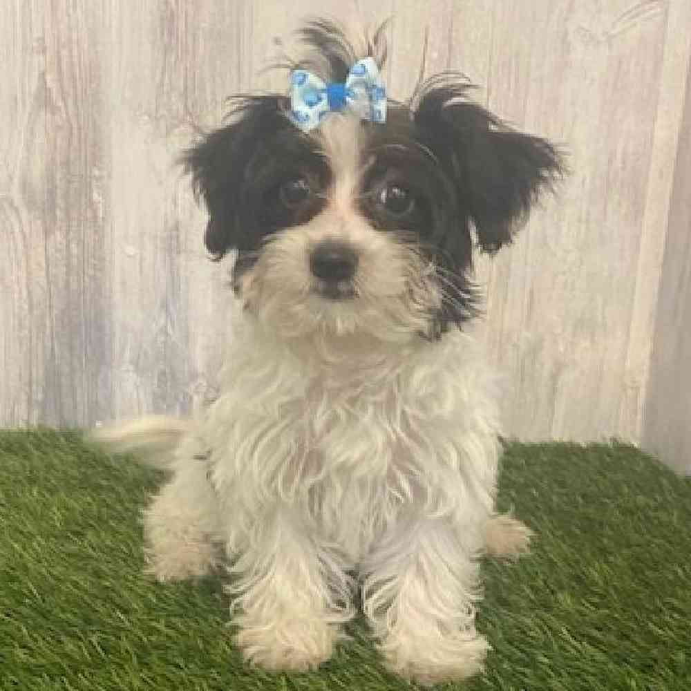 Female Yorkie-Poo Puppy for sale