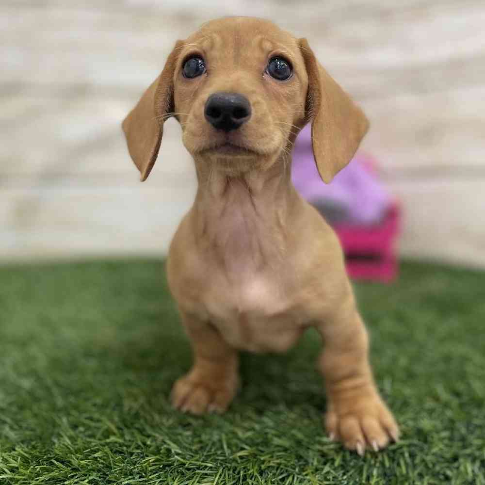 Female Dachshund Puppy for Sale in Braintree, MA