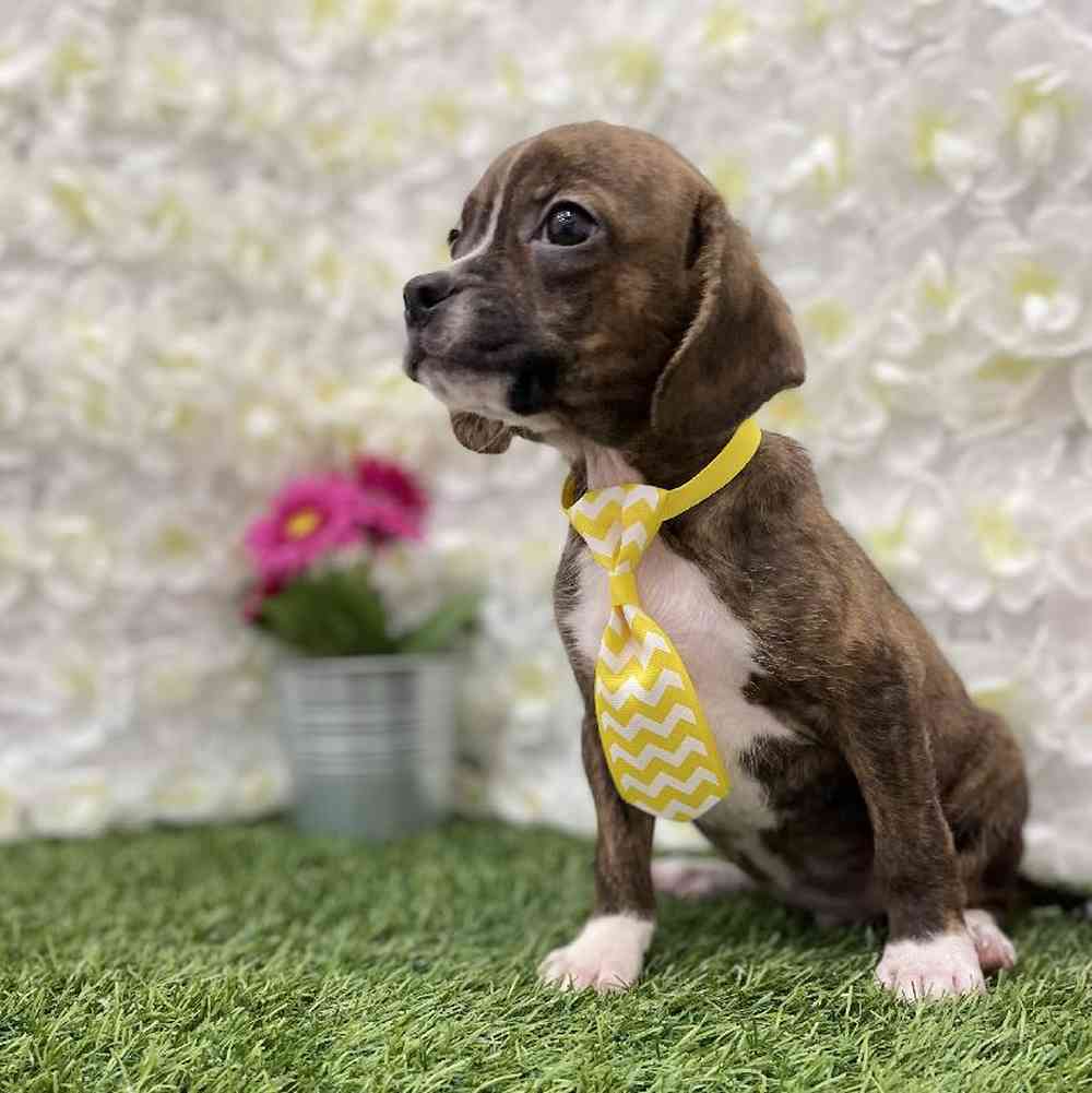 Male Boglen Terrier Puppy for Sale in Braintree, MA
