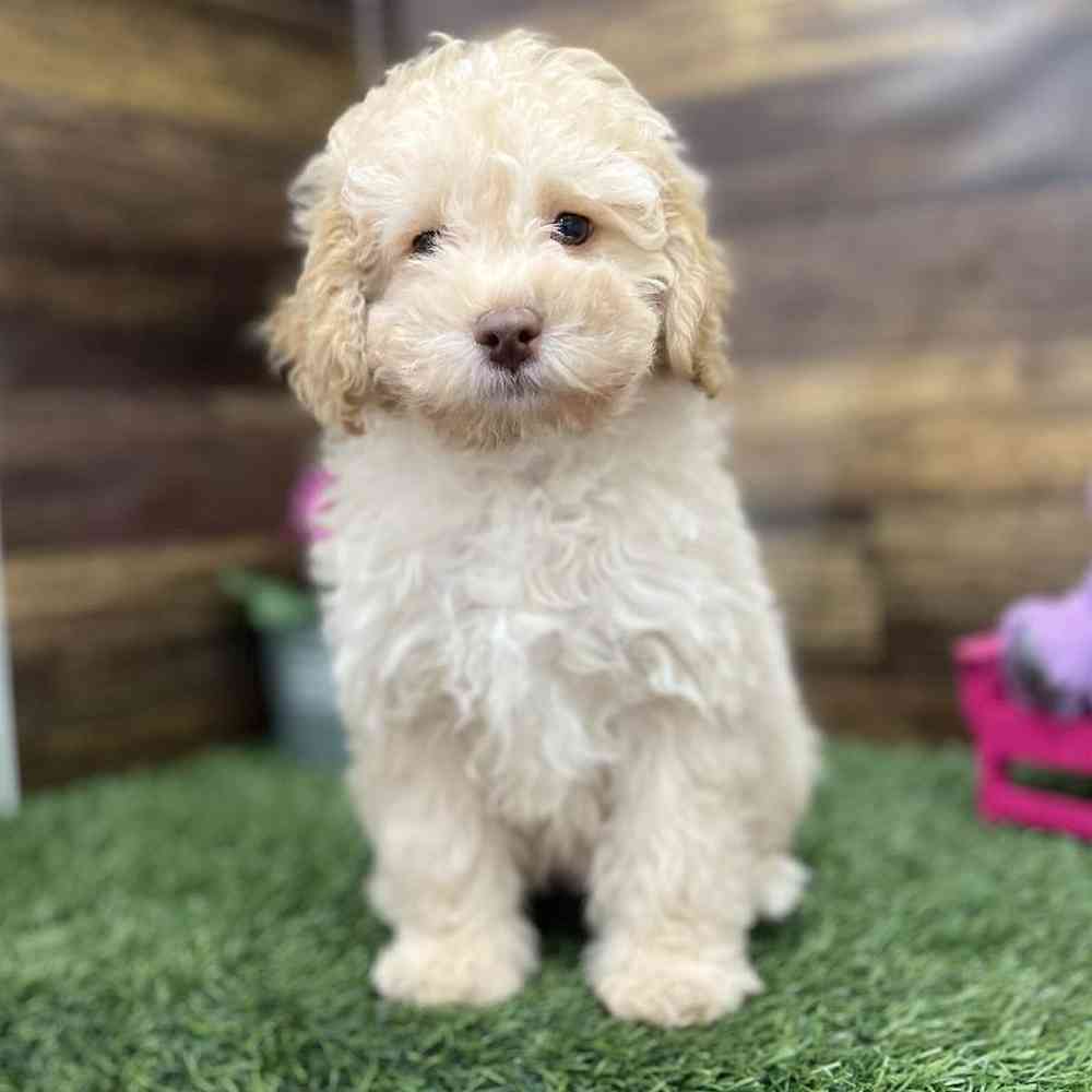 Male Cockapoo 2nd Gen Puppy for Sale in Braintree, MA