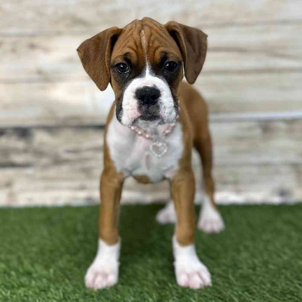 Female Boxer Puppy for Sale in Saugus, MA