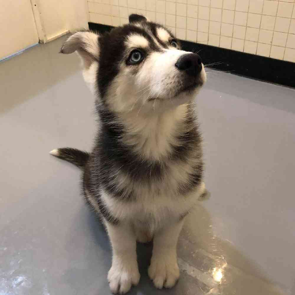 Male Siberian Husky Puppy for sale
