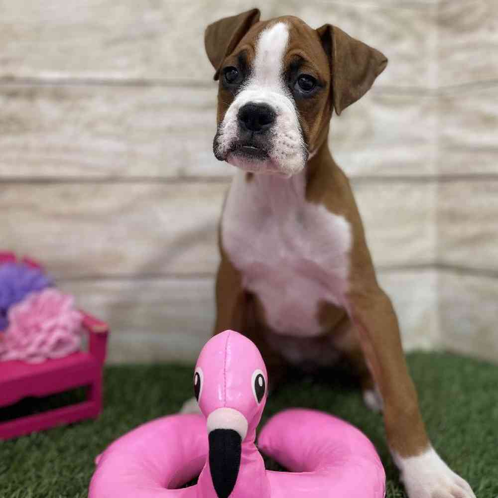 Female Boxer Puppy for Sale in Braintree, MA