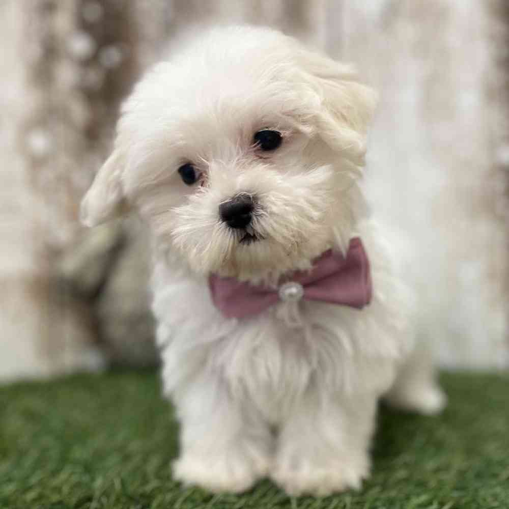 Female Havamalt Puppy for Sale in Braintree, MA