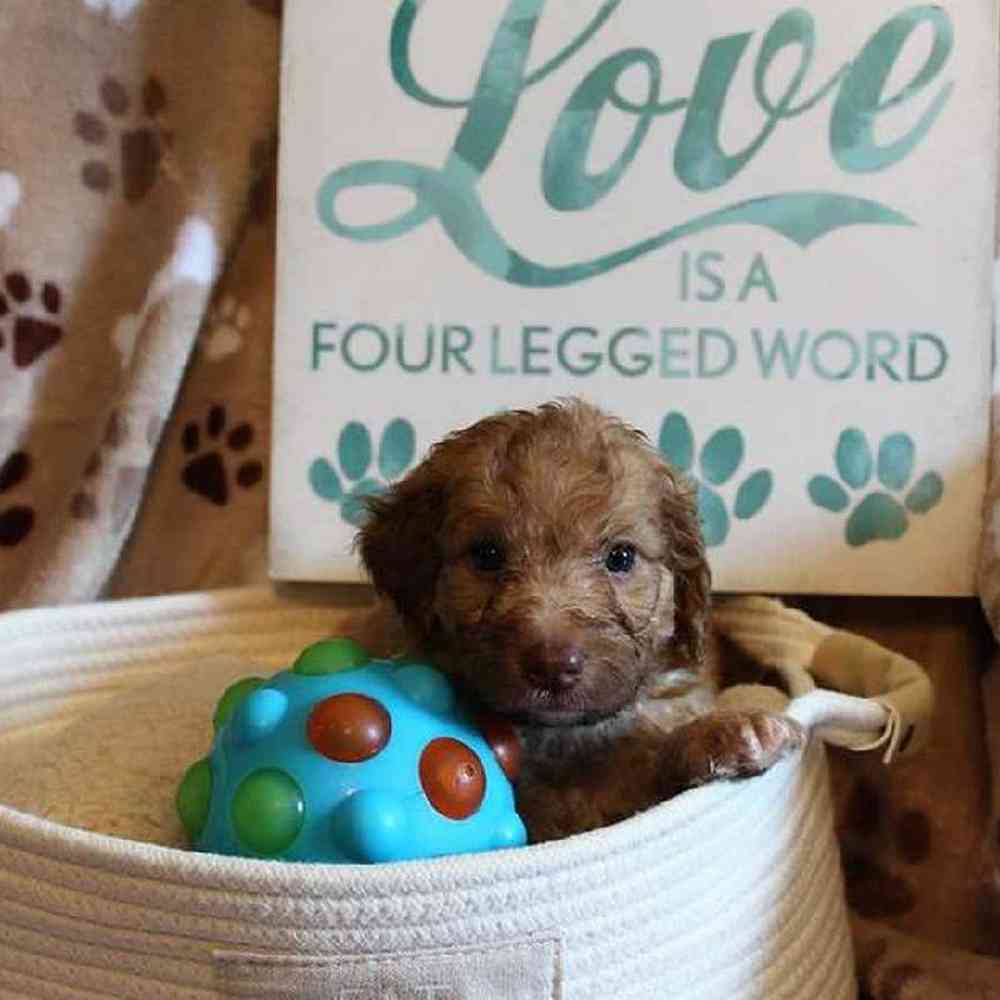 Male Mini Goldendoodle Puppy for sale