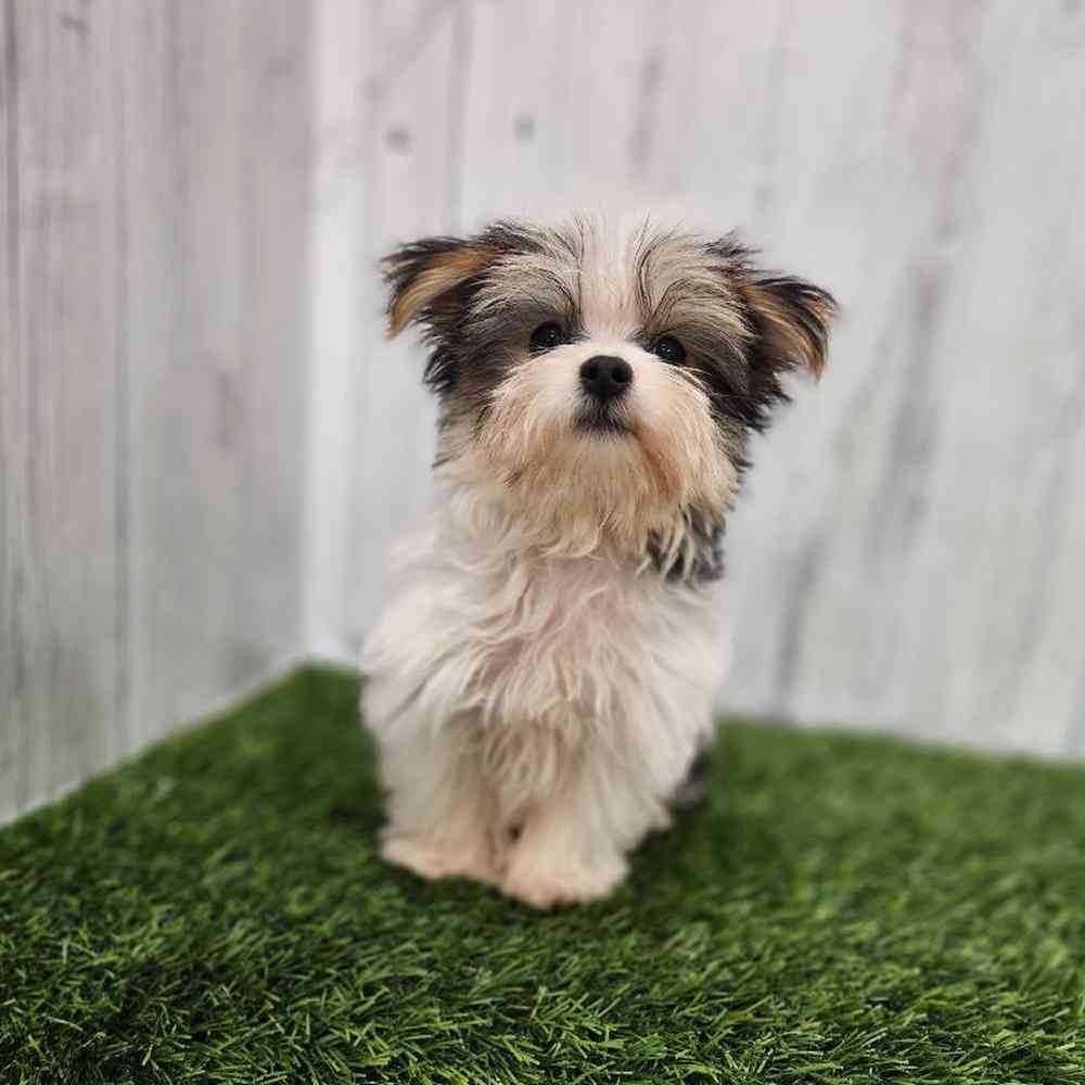 Male Morkie Puppy for sale