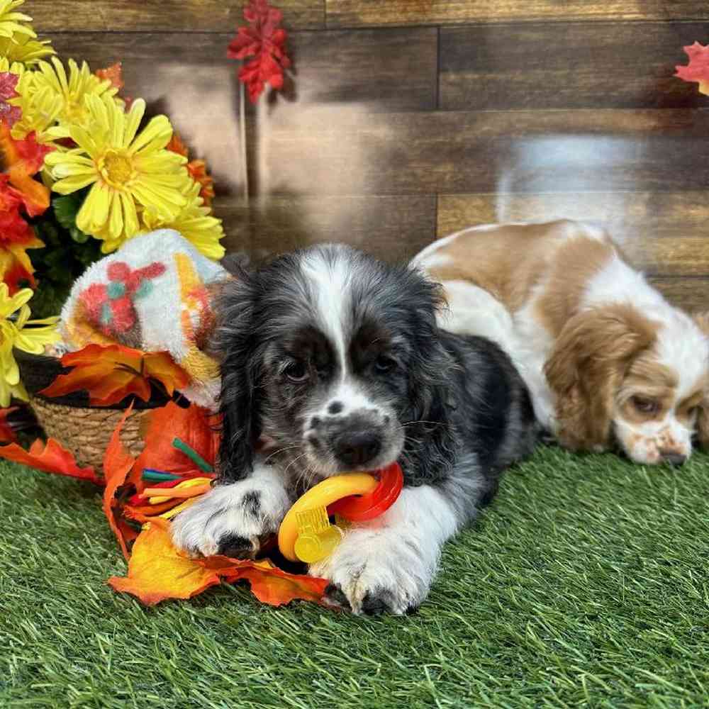 Male Cocker Spaniel Puppy for Sale in Saugus, MA