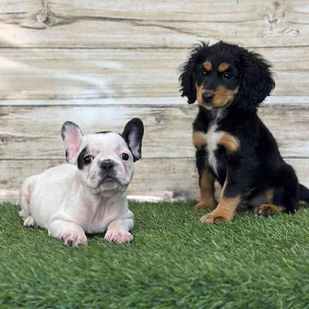 Male French Bulldog Puppy for Sale in Saugus, MA