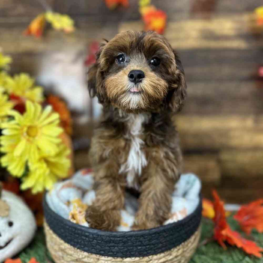Male Lhasa-Poo Puppy for Sale in Saugus, MA