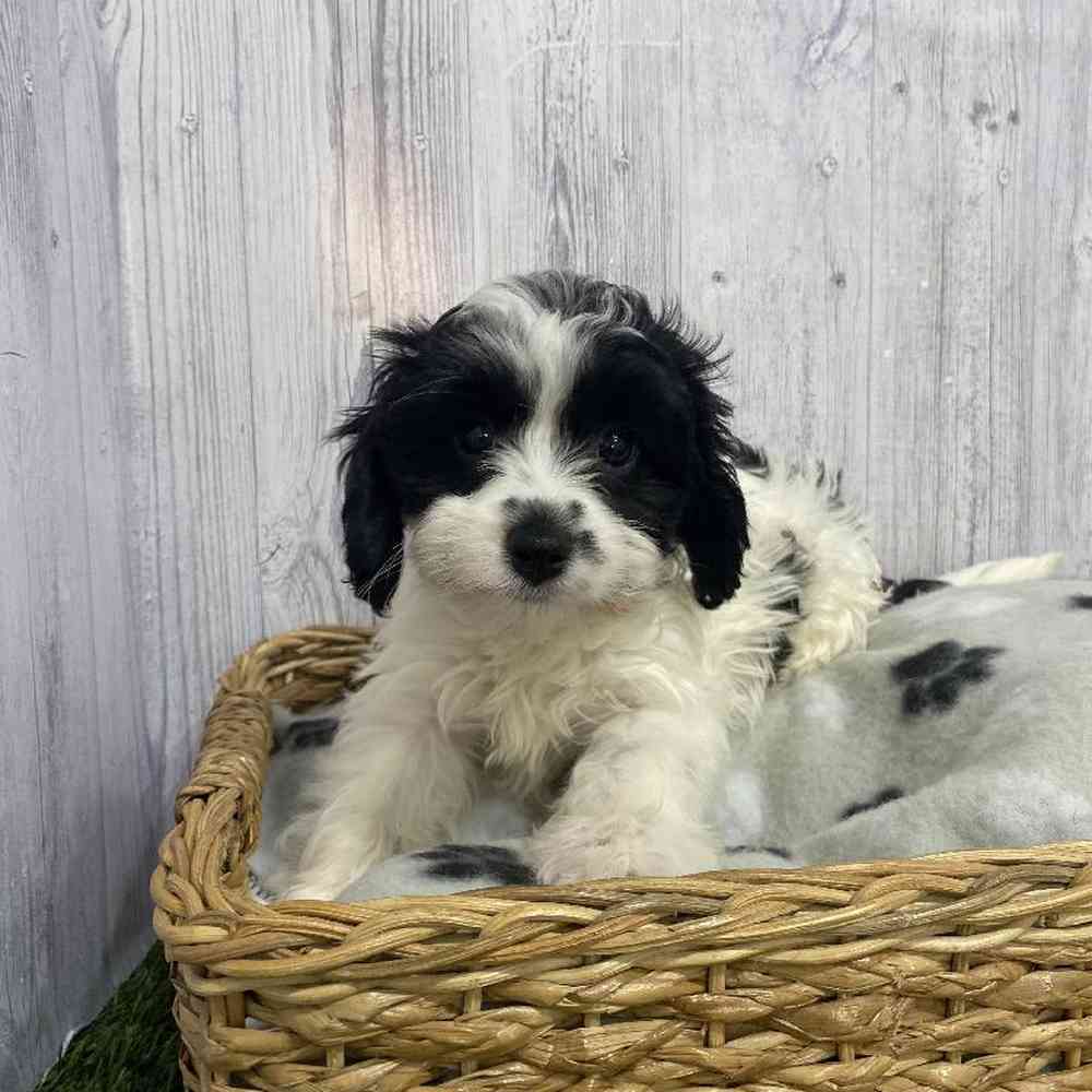 Female Cavapoo Puppy for Sale in Saugus, MA