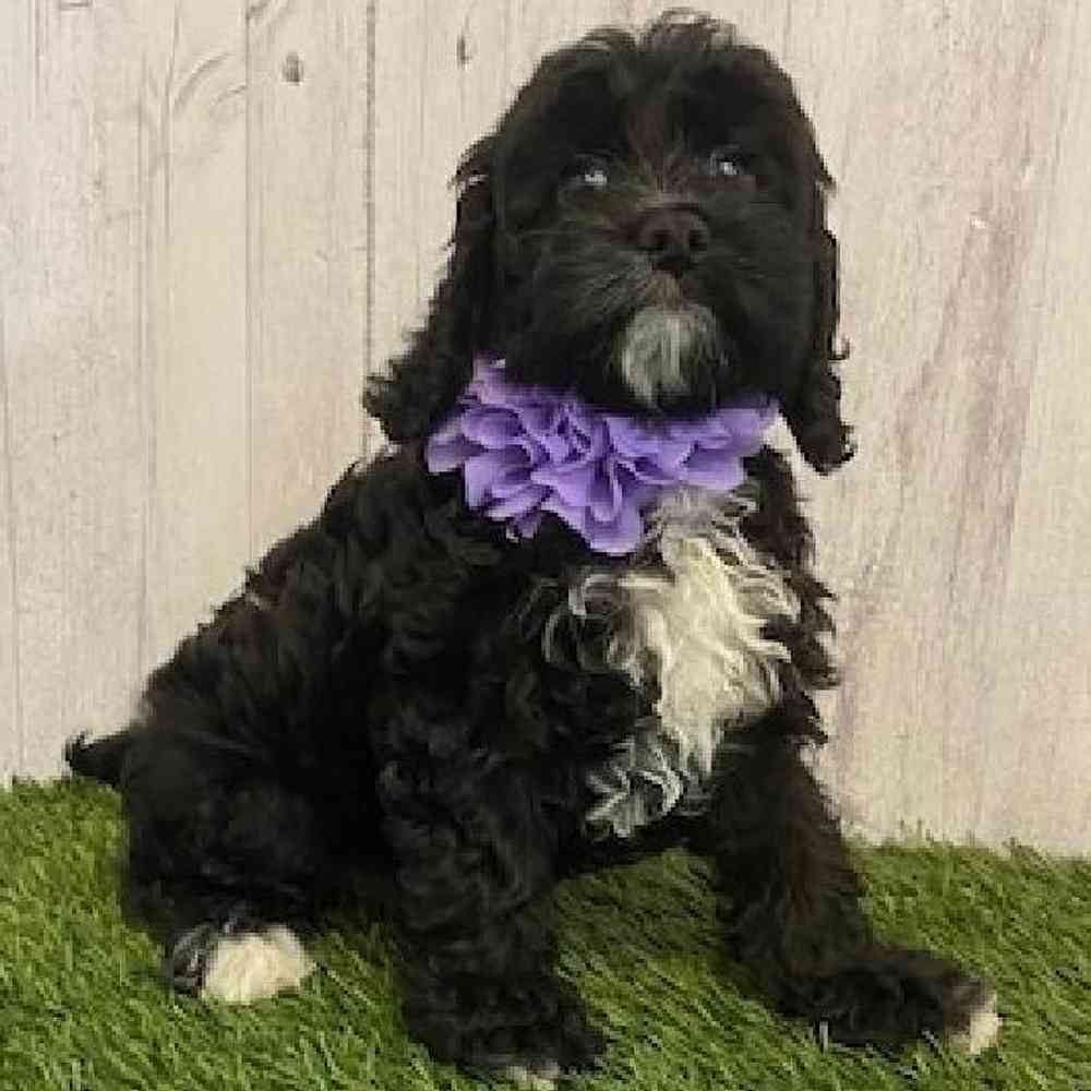 Female Cockapoo Puppy for sale