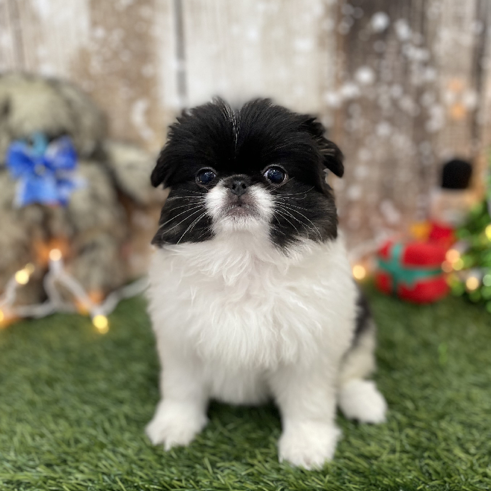 Female Japanese Chin Puppy for Sale in Braintree, MA
