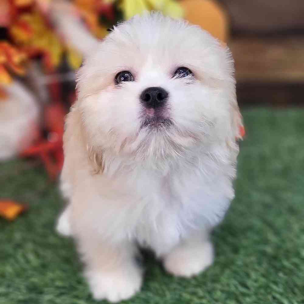 Male Lhasa Apso Puppy for Sale in Saugus, MA