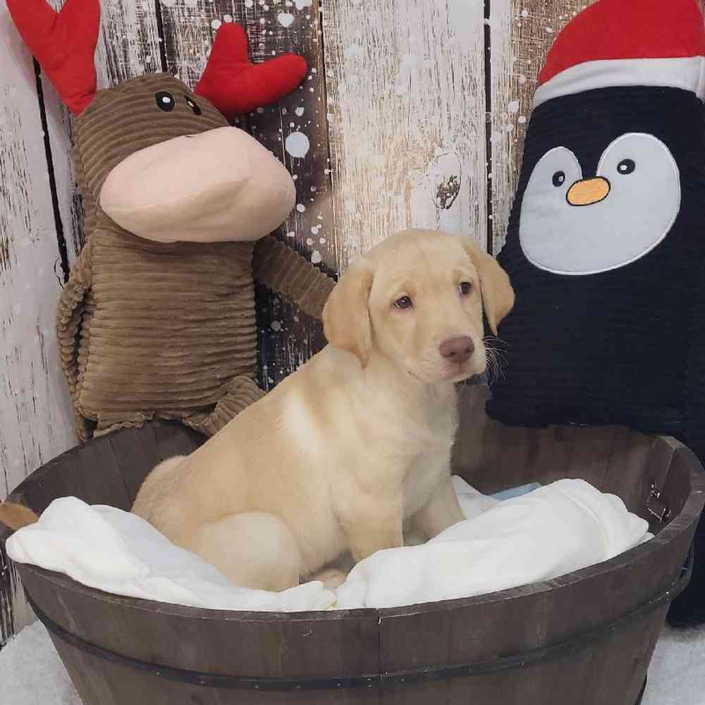 Male Labrador Retriever Puppy for Sale in Saugus, MA