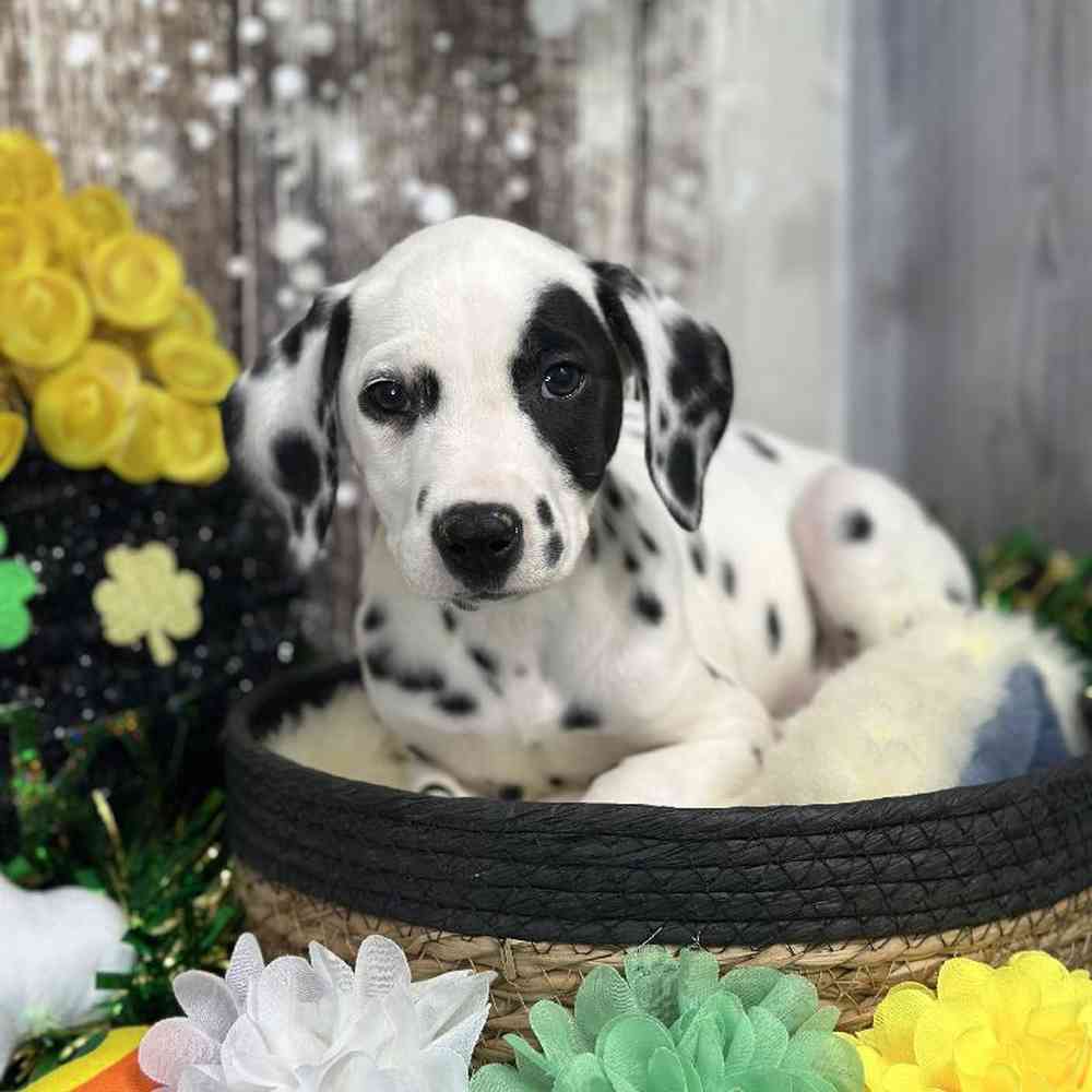 Female Dalmatian Puppy for Sale in Saugus, MA