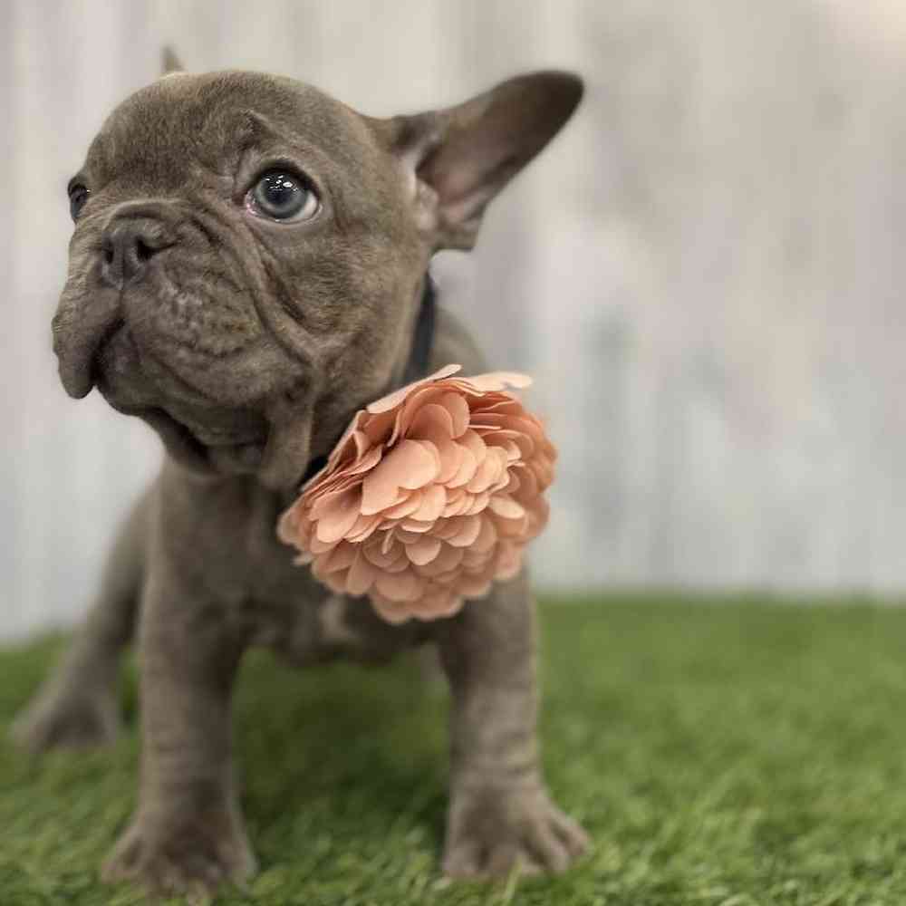 Female French Bulldog Puppy for sale