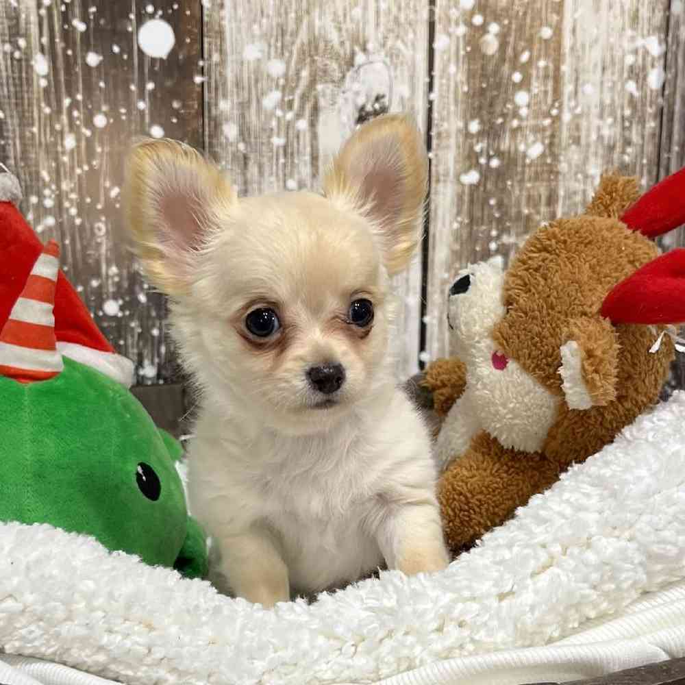 Male Chihuahua Puppy for Sale in Saugus, MA