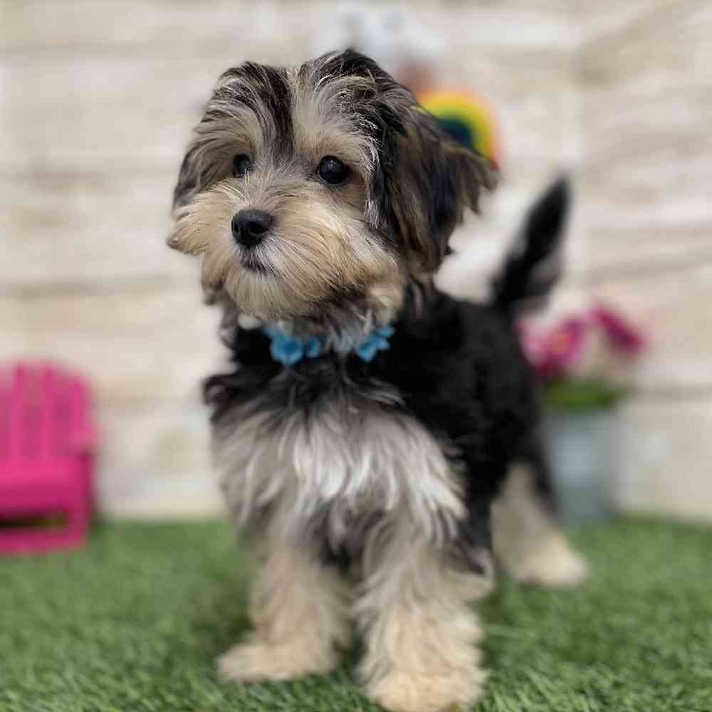 Female Morkie Puppy for Sale in Braintree, MA