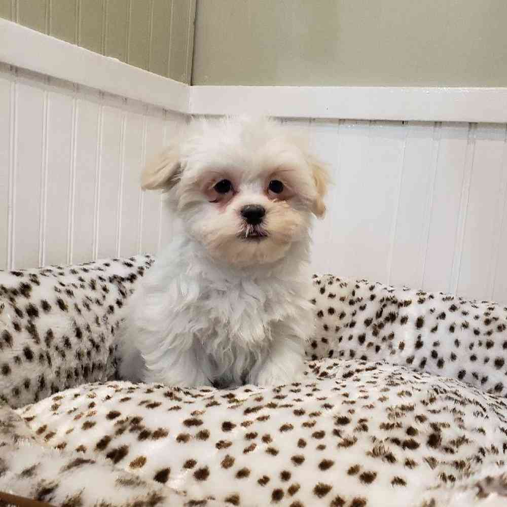 Male Shih-Poo Puppy for sale