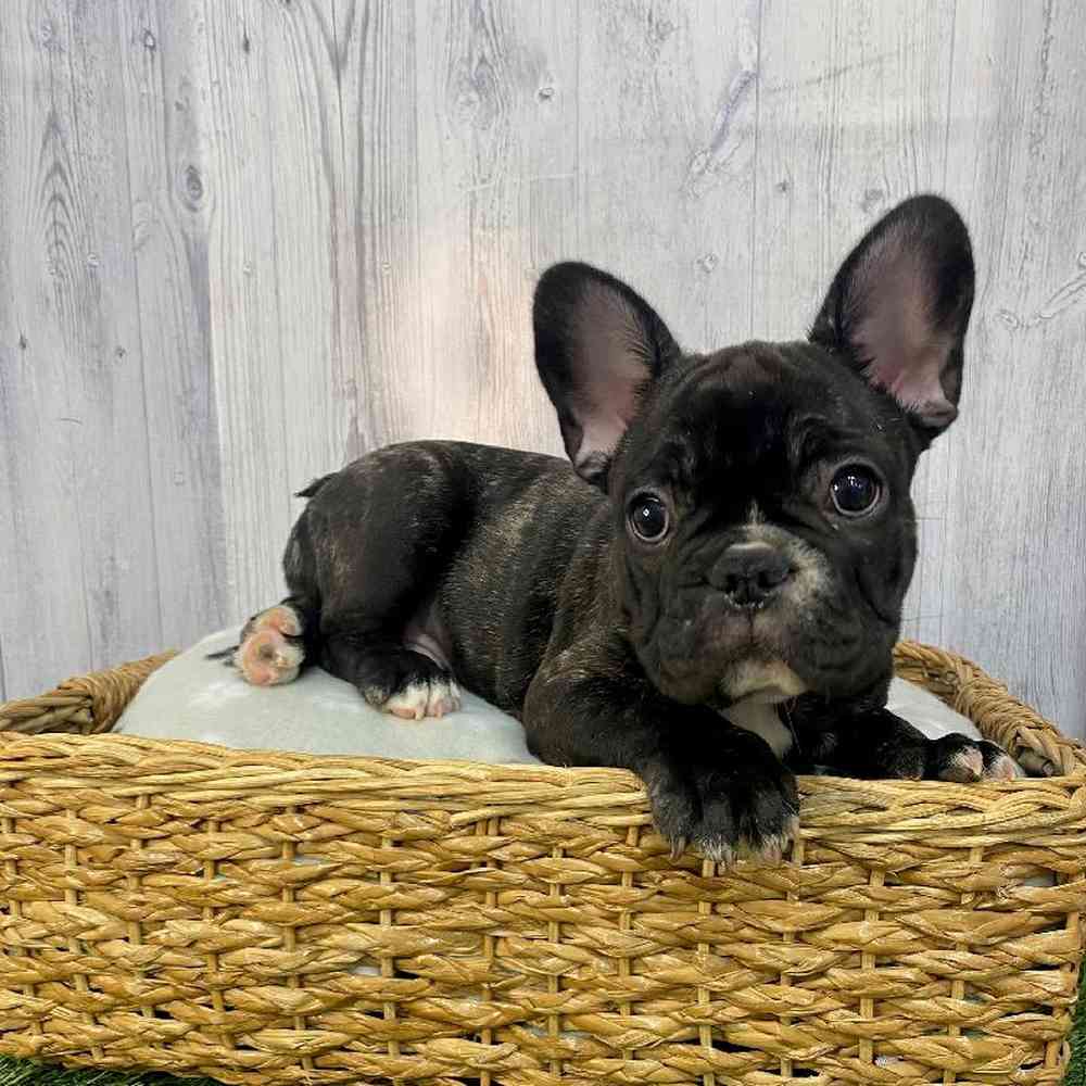 Male French Bulldog Puppy for Sale in Saugus, MA