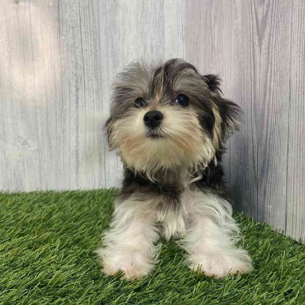 Female Morkie Puppy for Sale in Saugus, MA