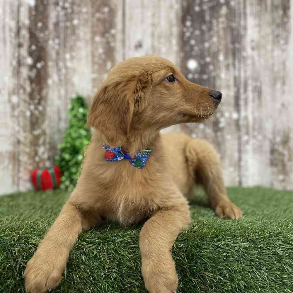 Male Golden Retriever Puppy for Sale in Braintree, MA