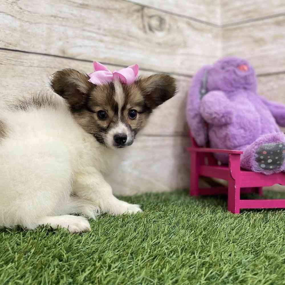 Female Papillon Puppy for Sale in Braintree, MA