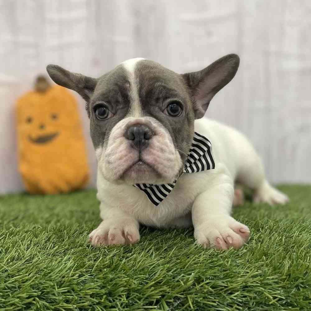 Male French Bulldog Puppy for Sale in Braintree, MA