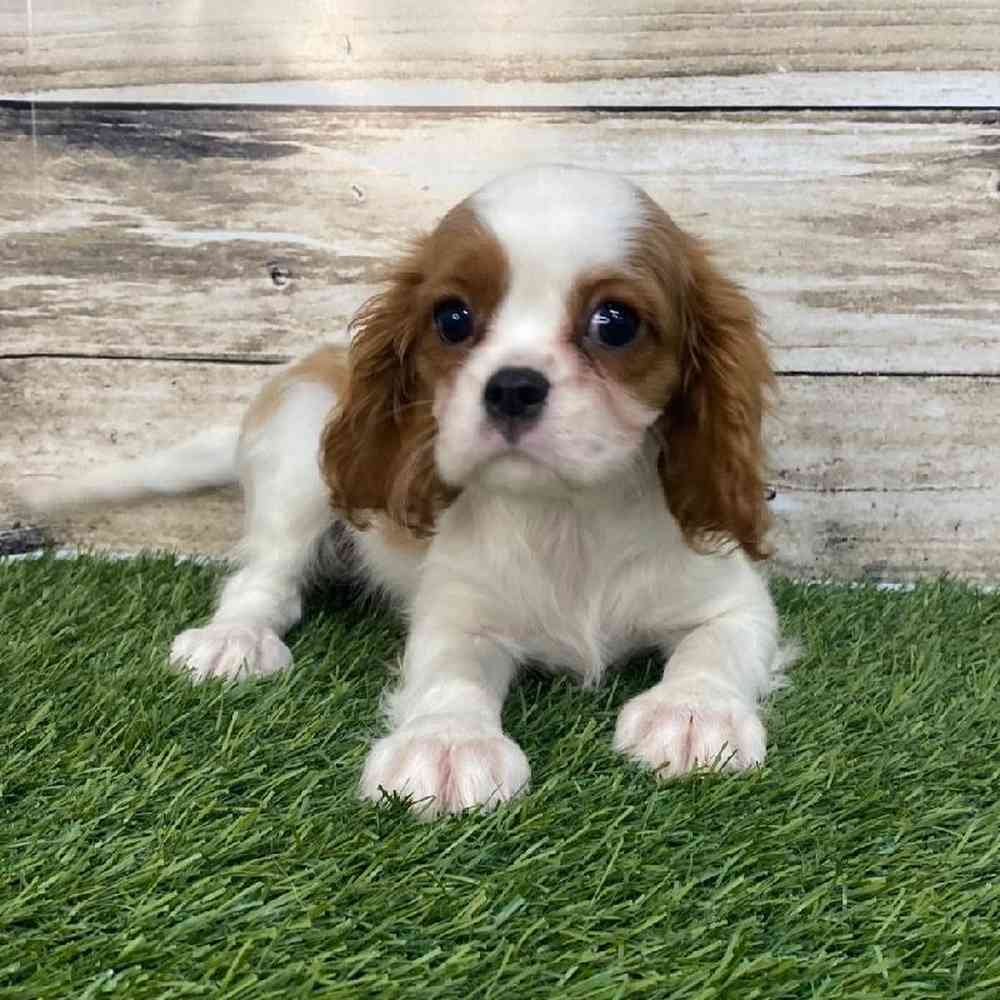 Female Cavalier King Charles Spaniel Puppy for Sale in Saugus, MA