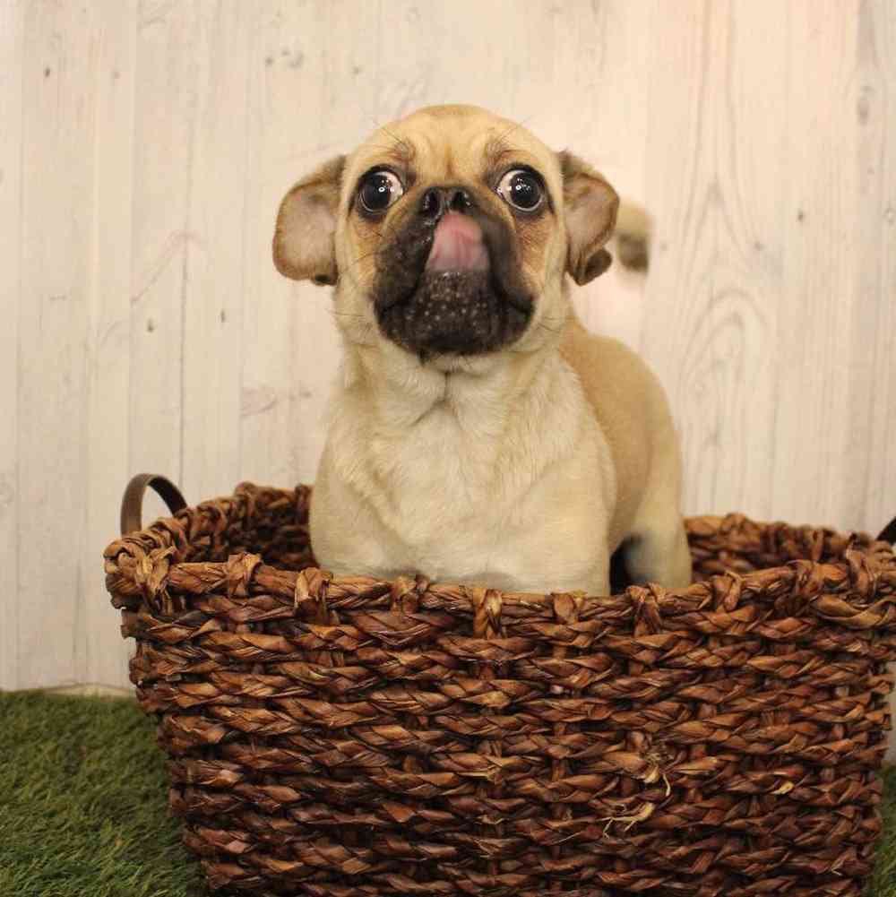 Female Pug Puppy for Sale in Saugus, MA
