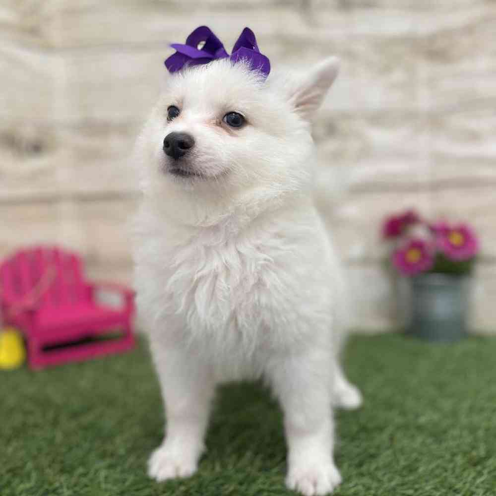 Female American Eskimo Puppy for Sale in Braintree, MA