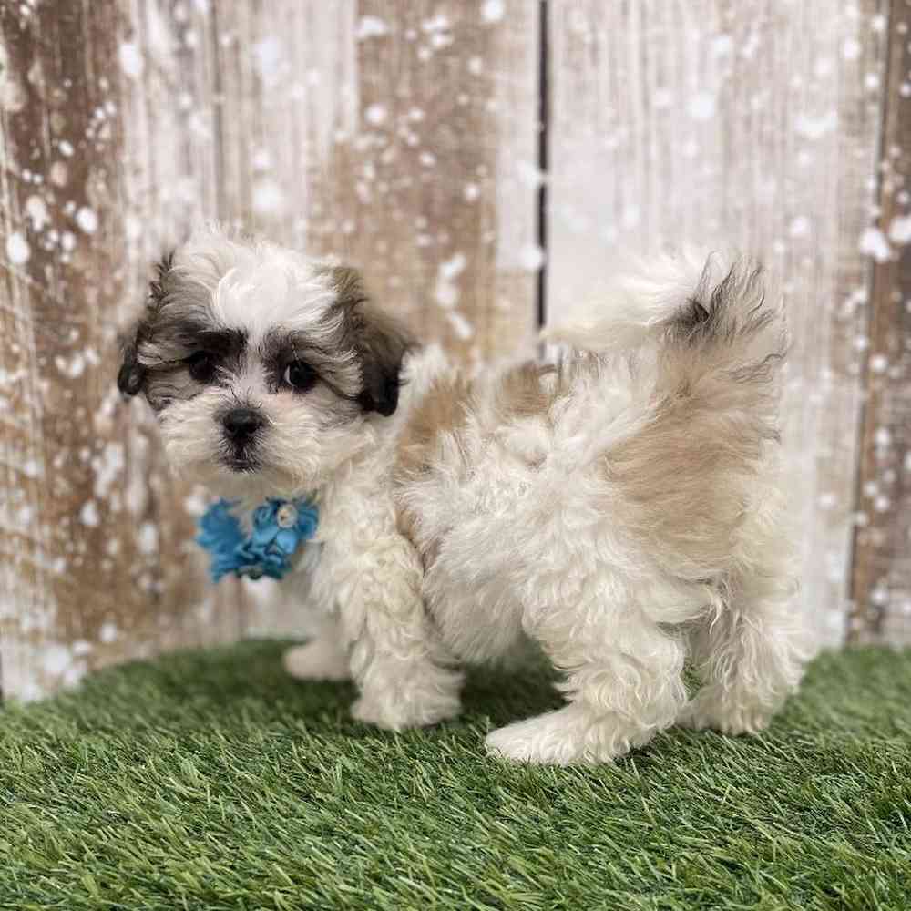 Female Teddy Bear (Zuchon) Puppy for Sale in Saugus, MA